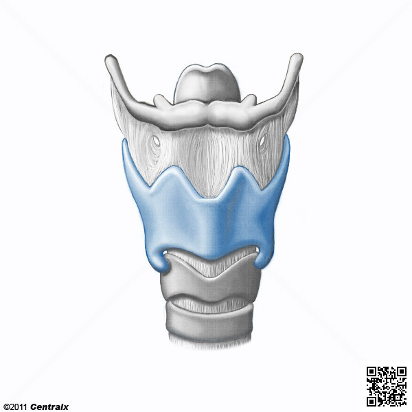 Cartilage thyroïde