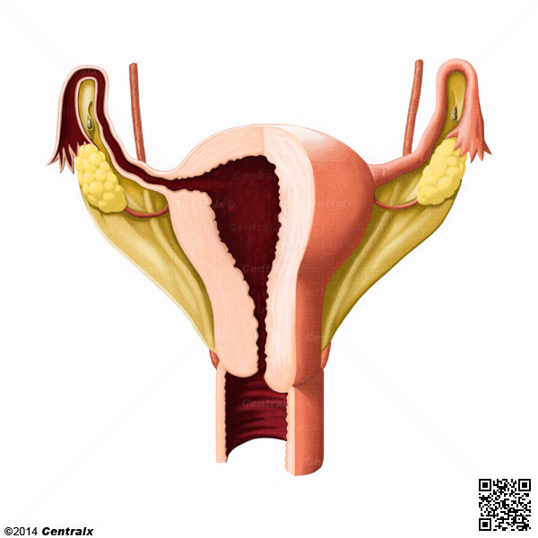 Ligament large de l'utérus