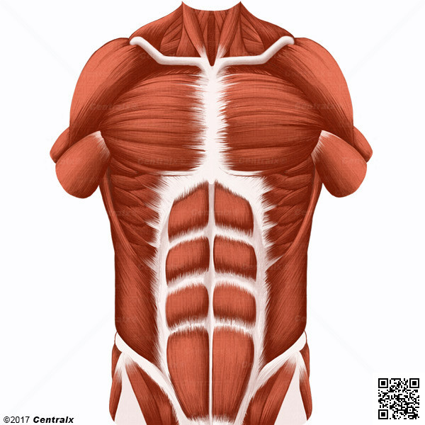 Muscles abdominaux