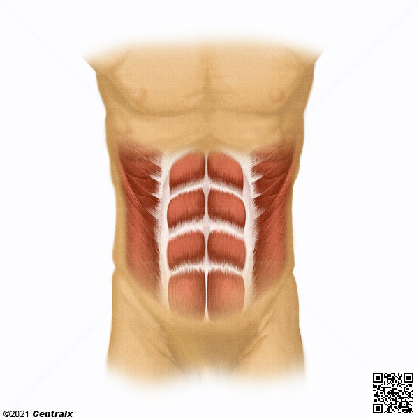 Muscle droit de l'abdomen