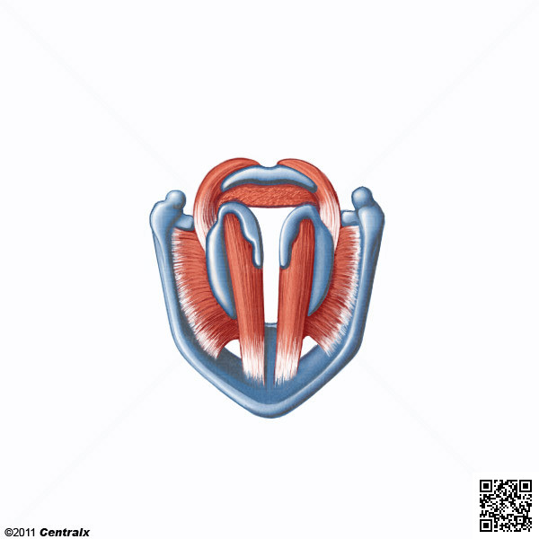 Muscles du larynx