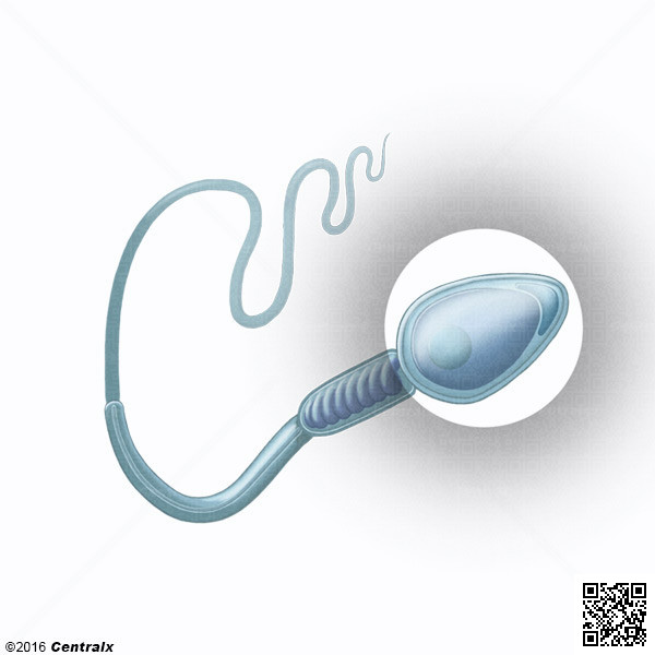 Tête du spermatozoïde