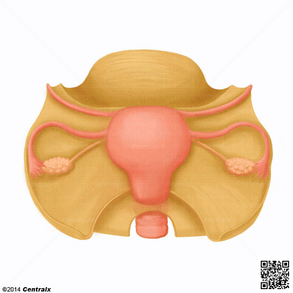Annexes de l'utérus