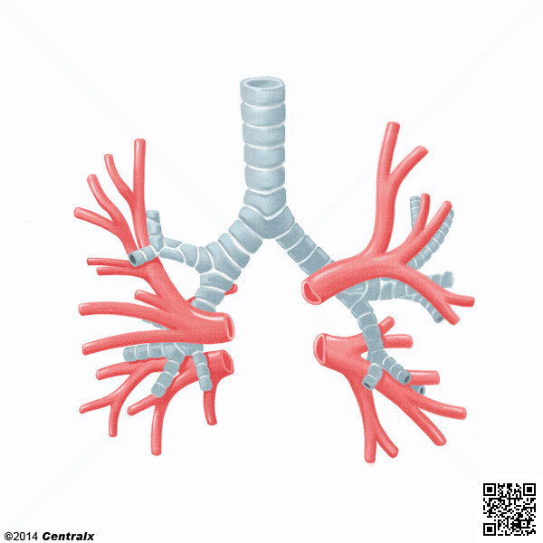 Artres bronchiques