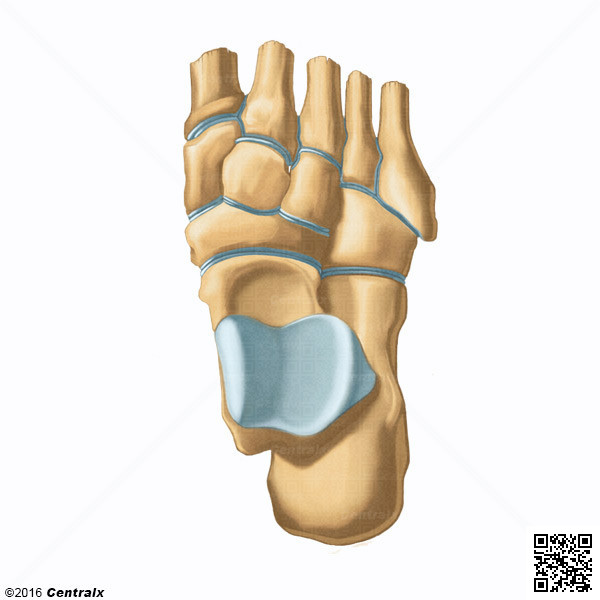 Articulations du tarse