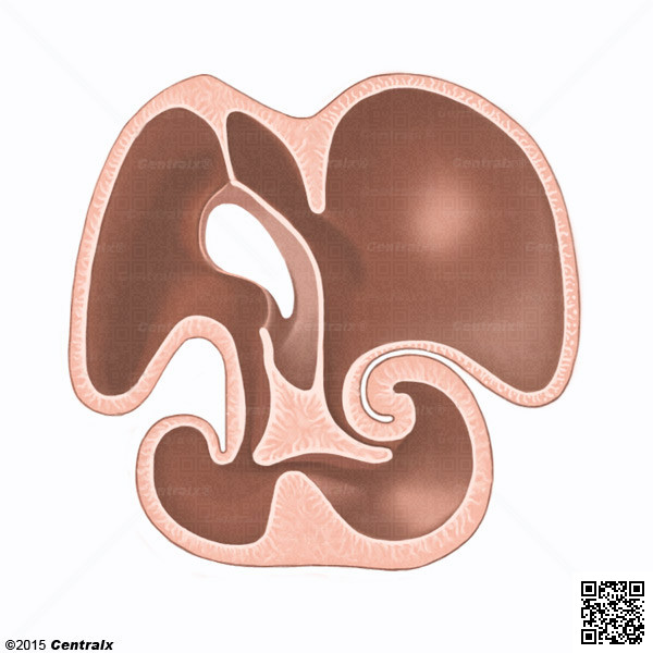 Bourgeons endocardiques