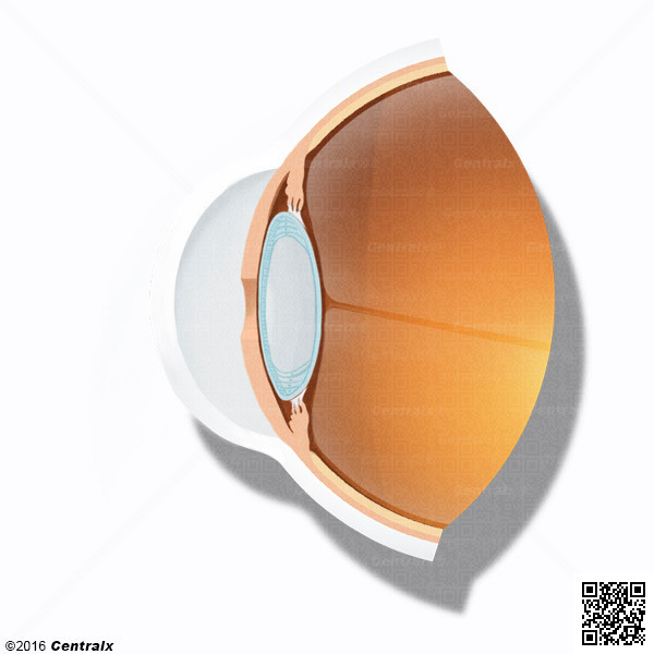 Capsule du cristallin