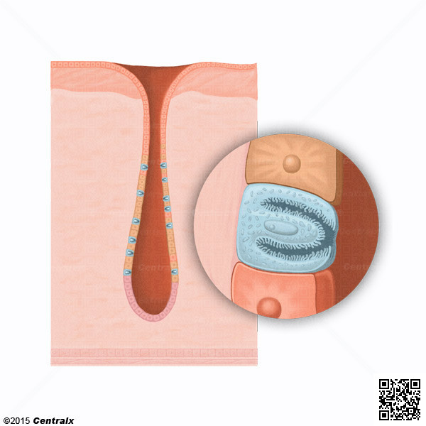 Cellules paritales gastriques