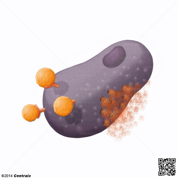 Mastocytes