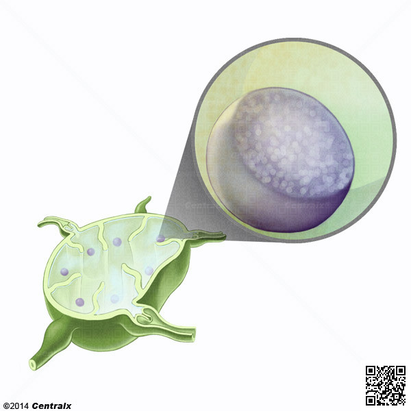 Centre germinatif