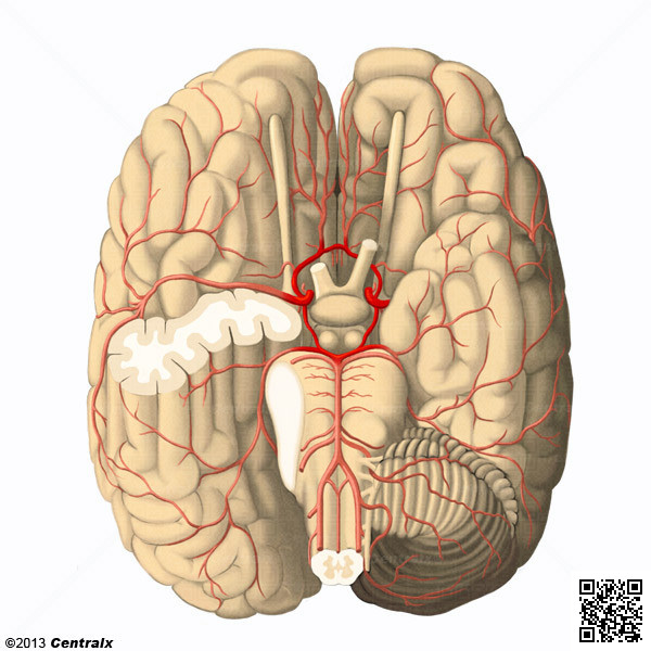 Cercle artriel du cerveau