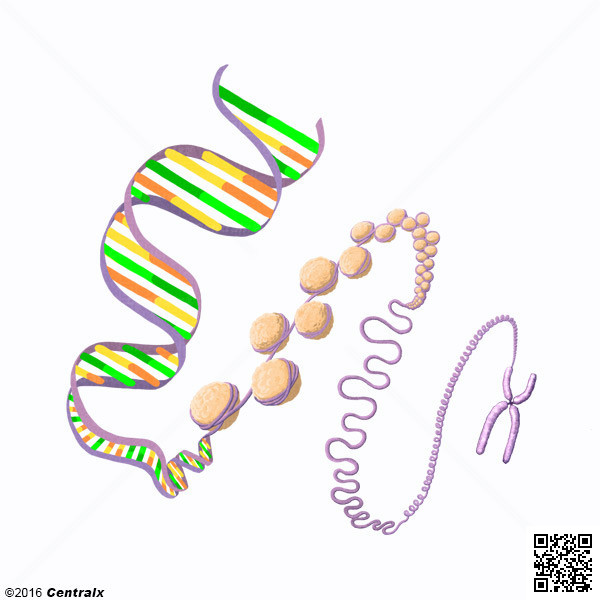 Chromatine