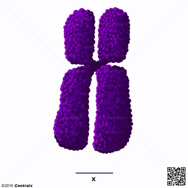 Chromosome X