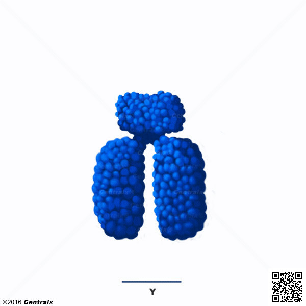 Chromosome Y