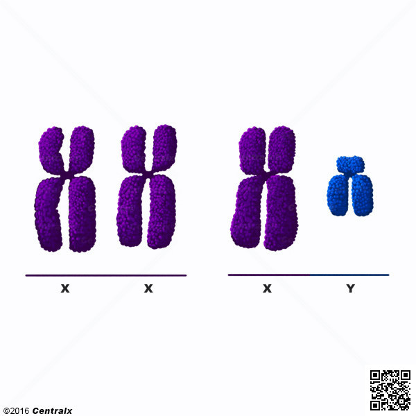 Chromosomes sexuels