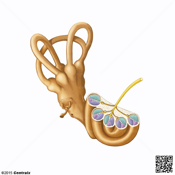 Cochle