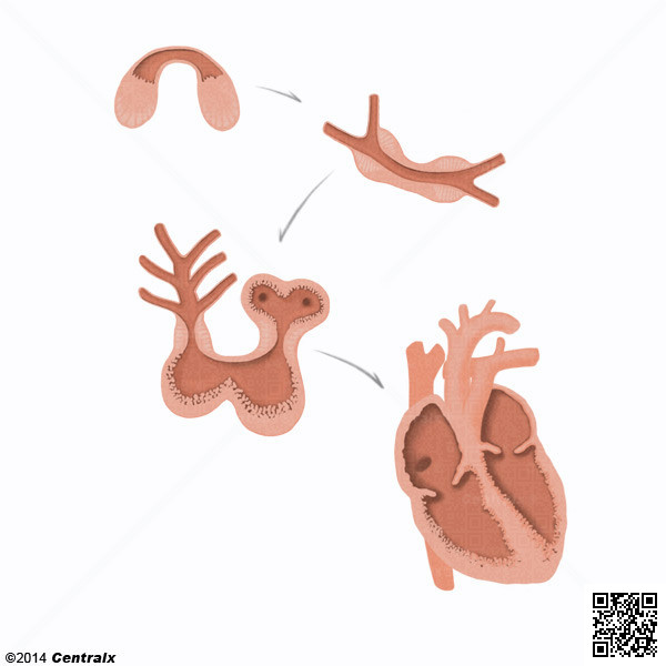 Coeur foetal