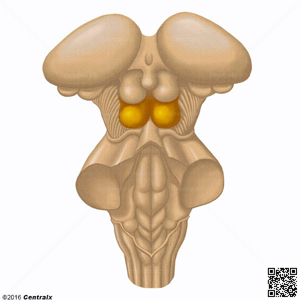 Colliculus infrieurs