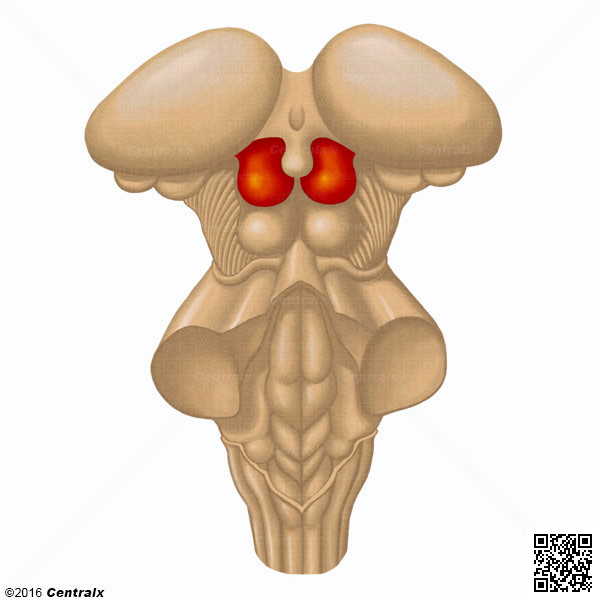 Colliculus suprieurs