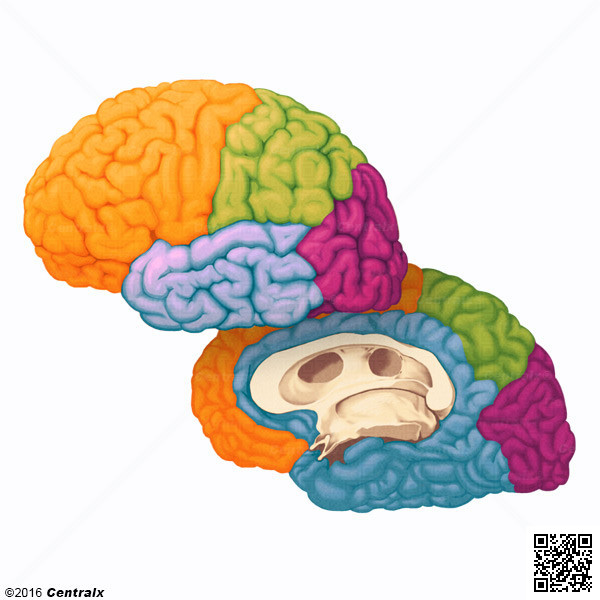 Cortex crbral