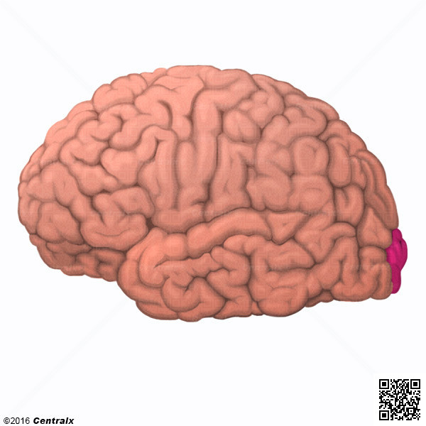 Cortex visuel