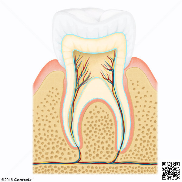Dentine
