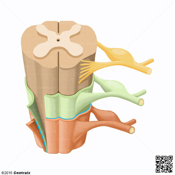 Espace subdural