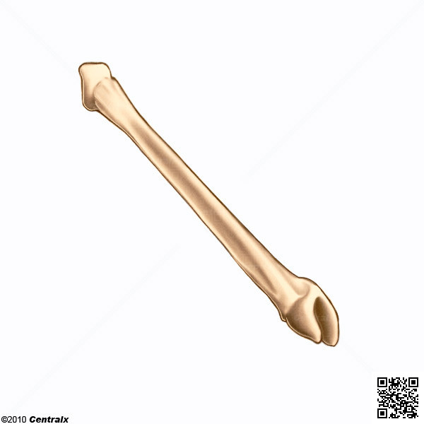 Fibula