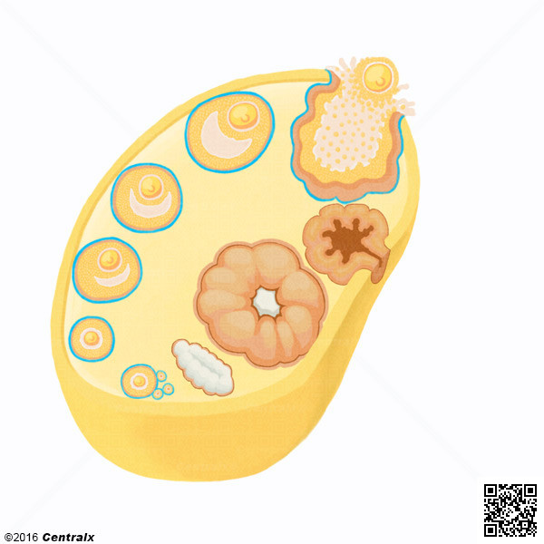 Follicule ovarique