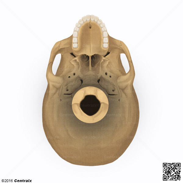 Foramen magnum