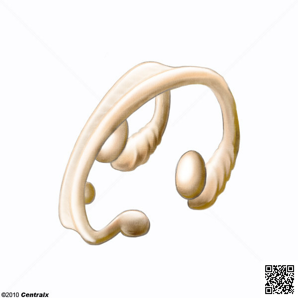 Fornix (encphale)