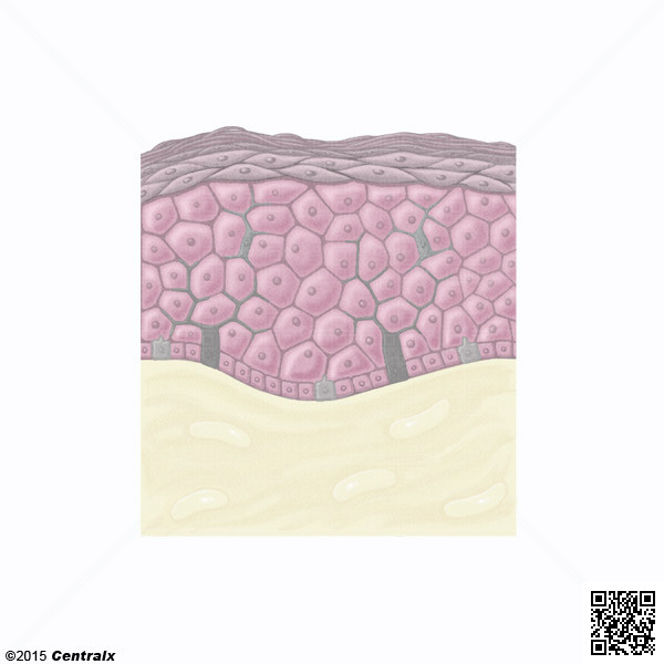 Kratinocytes