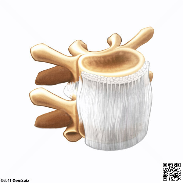Ligament Longitudinal Antrieur