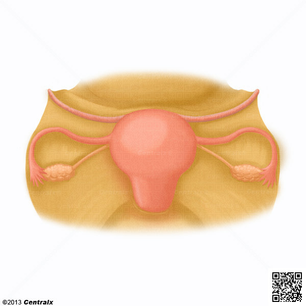 Ligament rond de l'utrus