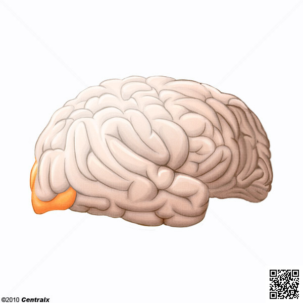 Lobe occipital