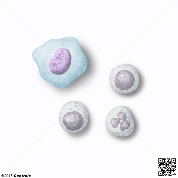 Macrophages