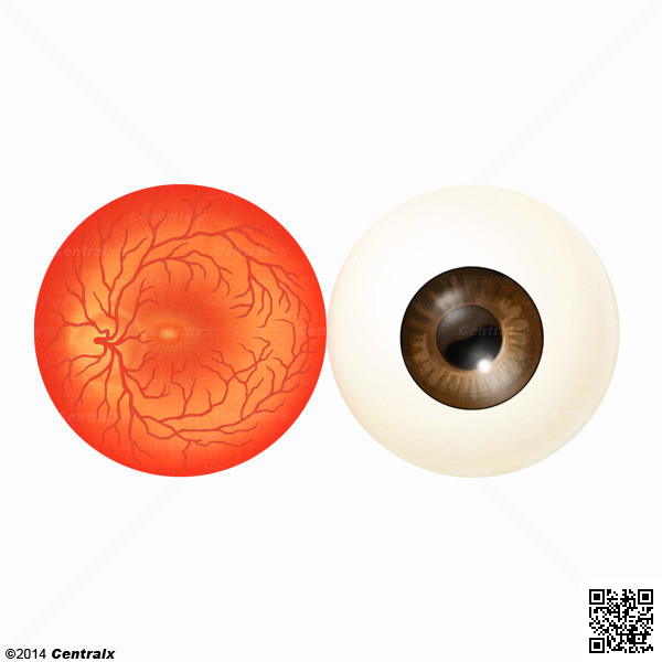 Macula