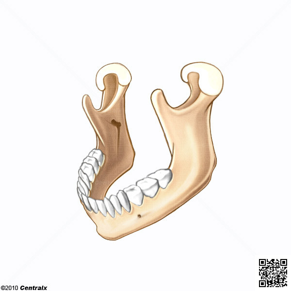 Mandibule