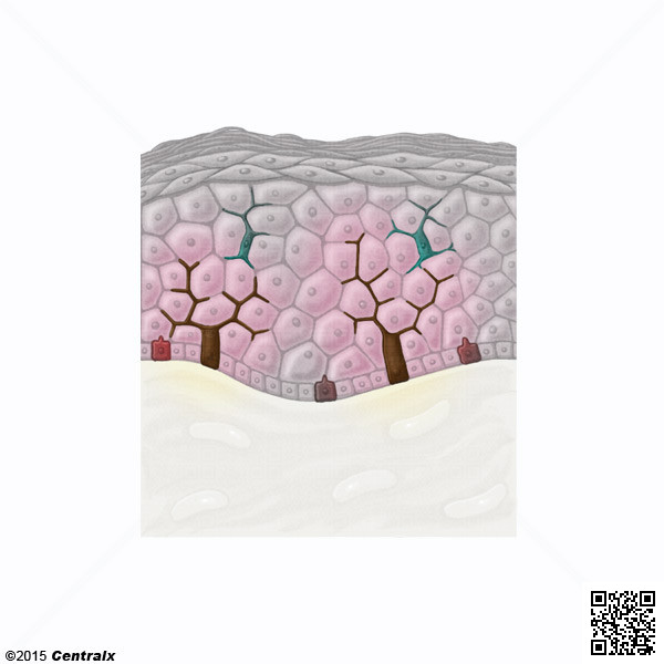 Mlanocytes