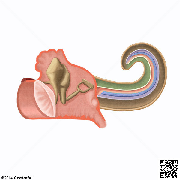 Membrane basilaire