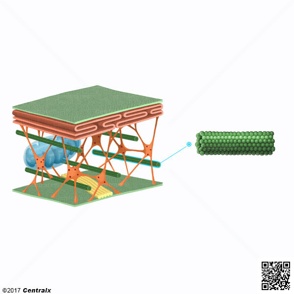 Microtubules