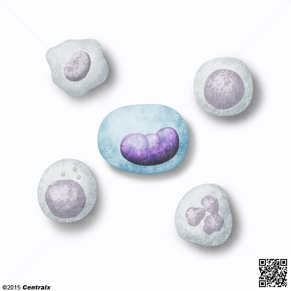 Monocytes
