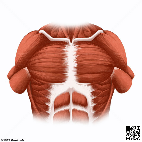 Muscles pectoraux