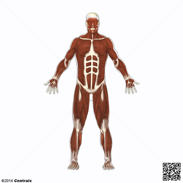 Muscles squelettiques