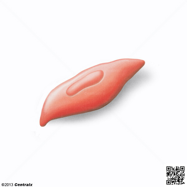 Myoblastes
