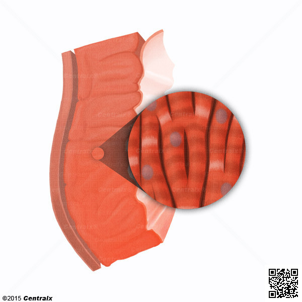 Myocytes cardiaques