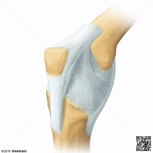 Patella