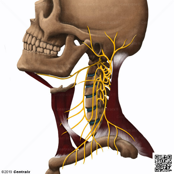 Plexus cervical