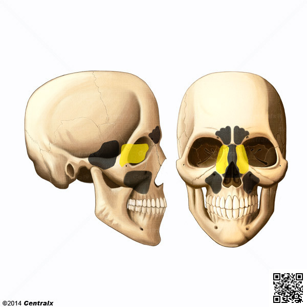 Sinus ethmodal