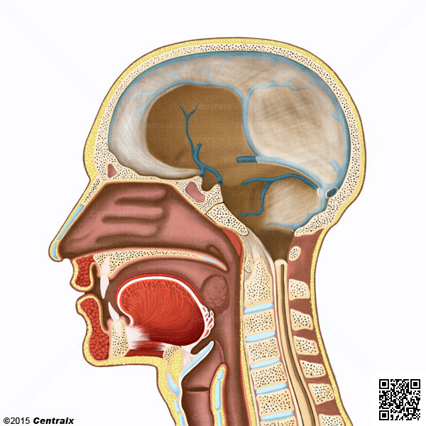 Sinus sagittal suprieur